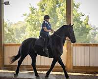 husband-safe-friesian-horse