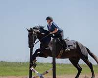 draft-friesian-horse