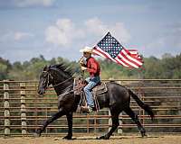 performance-friesian-horse
