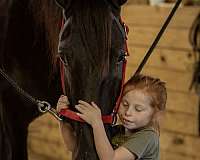 ranch-friesian-horse
