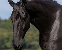 flashy-friesian-horse
