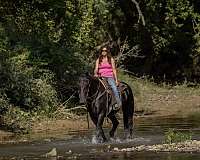 ranch-work-friesian-horse