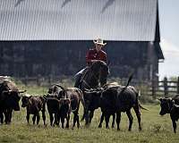 ridden-english-friesian-horse