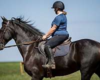 ridden-western-friesian-horse