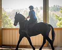 show-friesian-horse
