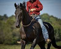 sporthorse-friesian-horse