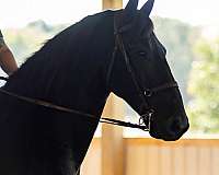 trail-friesian-horse