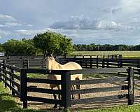 flashy-friesian-horse