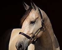 show-friesian-horse