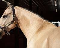 sport-friesian-horse