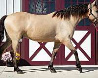 trail-friesian-horse