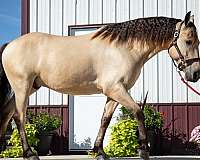 trail-riding-friesian-horse