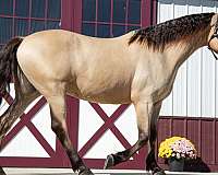 buckskin-all-around-horse