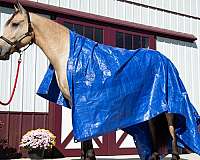 buckskin-athletic-horse