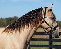 ridden-western-friesian-horse