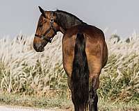 driving-friesian-horse