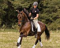 performance-friesian-horse
