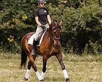 ridden-western-friesian-horse