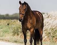show-friesian-horse