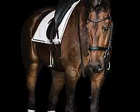 show-hack-friesian-horse