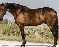 team-driving-friesian-horse