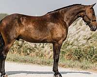 trail-friesian-horse