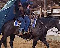 athletic-quarter-horse