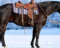 flashy-quarter-horse