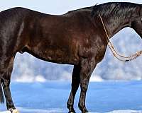 husband-safe-quarter-horse