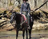 parade-quarter-horse