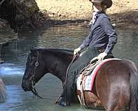performance-quarter-horse