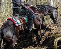 ranch-quarter-horse