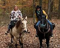 ranch-work-quarter-horse
