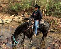 ridden-english-quarter-horse