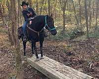 ridden-western-quarter-horse