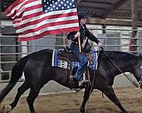 show-quarter-horse