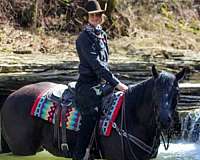 trail-quarter-horse
