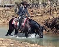 black-all-around-horse