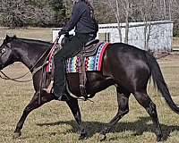 black-quarter-horse-gelding
