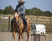 flashy-quarter-horse
