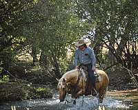 husband-safe-quarter-horse