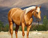 performance-quarter-horse