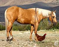 ranch-quarter-horse