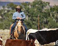 ranch-work-quarter-horse