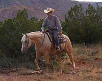 husband-safe-quarter-horse