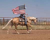 performance-quarter-horse