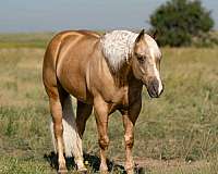 ranch-versatility-quarter-horse