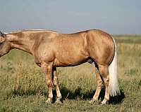 reining-quarter-horse