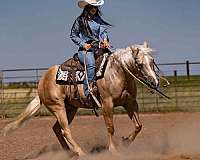 ridden-english-quarter-horse