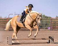 roping-quarter-horse
